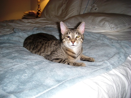 Mazie_grace_on_the_new_blanket