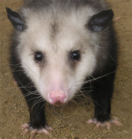 Opossum Opossum