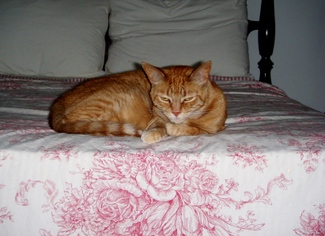 Georgie_enjoys_hannahs_visit_small