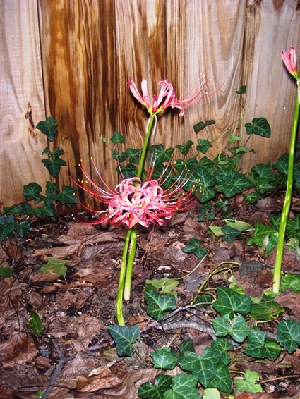 Lucys_flower