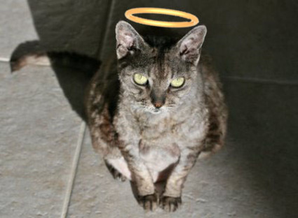 Farewell_sweet_pixie