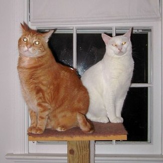 Fergie_and_lilly