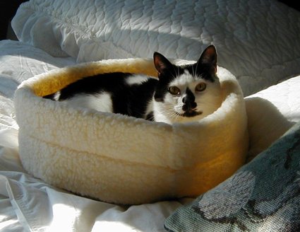 Elsie_resting