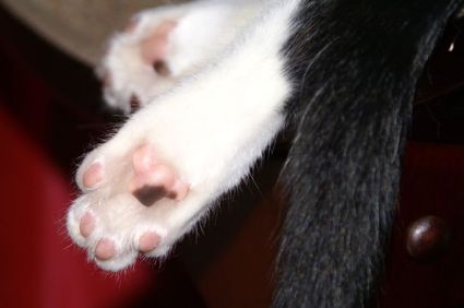 Elizabeth_taylor_toes