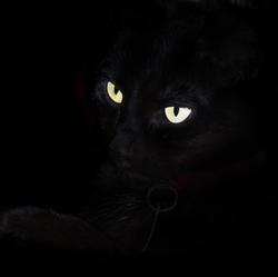 Cat_eyes_1