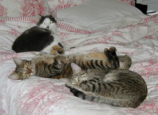 Coco_mazie_napping_4 Coco_mazie_napping_4