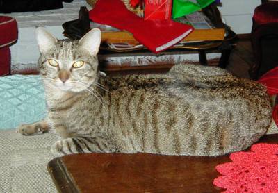 Happy_new_year_from_mademoiselle_coco_ch_2