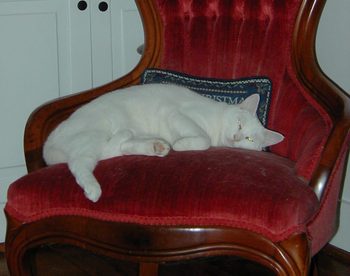 Happy_new_year_from_mrs_lilly_white_2 Happy_new_year_from_mrs_lilly_white_2
