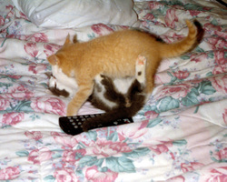 Kitty_porn Kitty_porn