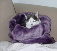 Lucy_in_her_new_fancy_bed_2