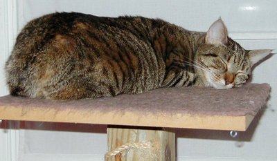 Nap_time_for_coco_1 Nap_time_for_coco_1