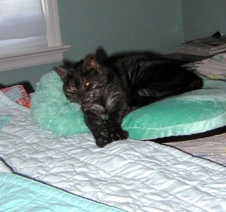 Relaxing_on_aunt_sallys_pillow