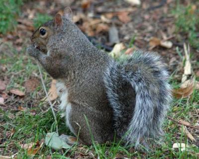 Squirrel Squirrel