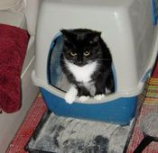 Takin_a_dump_4 Takin_a_dump_4